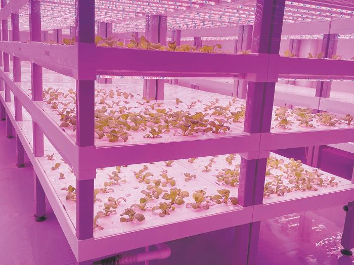 在物美植物工廠里，通過LED燈的照射，蔬菜散發(fā)勃勃生機(jī)。受訪者供圖
